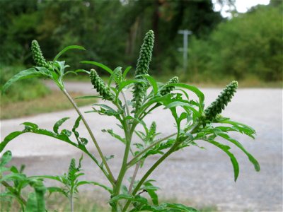 Beifußblättriges Traubenkraut (Ambrosia artemisiifolia) - invasiv im Schwetzinger Hardt