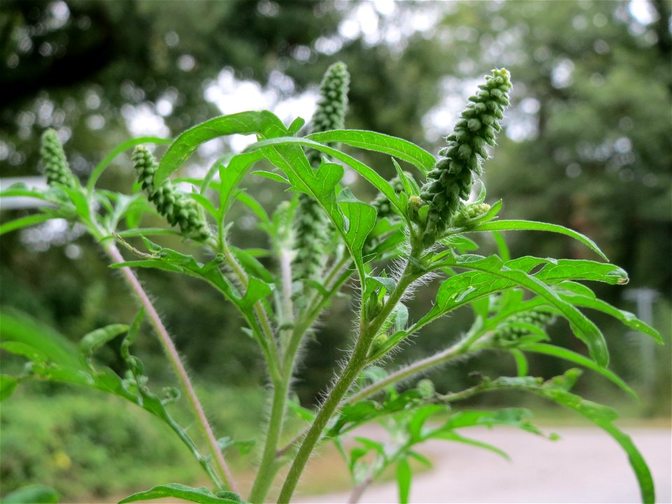 Beifußblättriges Traubenkraut (Ambrosia artemisiifolia) - invasiv im Schwetzinger Hardt
