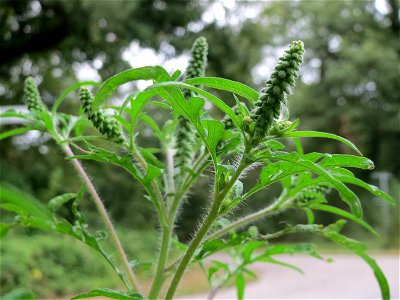 Beifußblättriges Traubenkraut (Ambrosia artemisiifolia) - invasiv im Schwetzinger Hardt