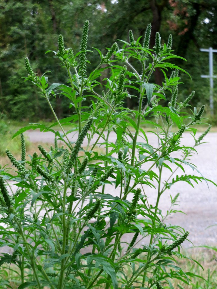Beifußblättriges Traubenkraut (Ambrosia artemisiifolia) - invasiv im Schwetzinger Hardt