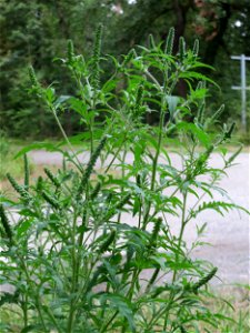 Beifußblättriges Traubenkraut (Ambrosia artemisiifolia) - invasiv im Schwetzinger Hardt