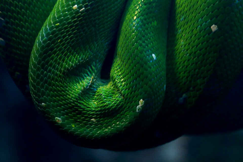 Background animal world venomous snake