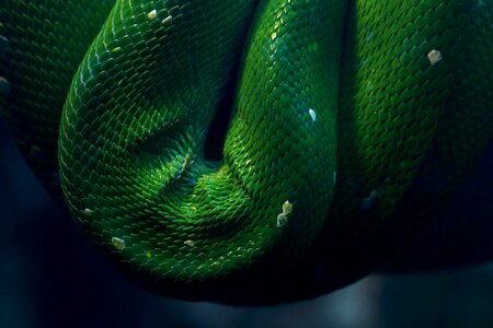 Background animal world venomous snake photo