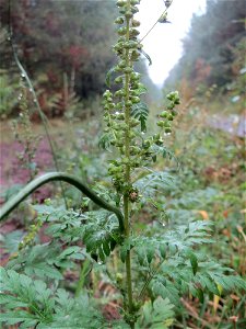 Beifußblättriges Traubenkraut (Ambrosia artemisiifolia) - invasiv im Schwetzinger Hardt photo