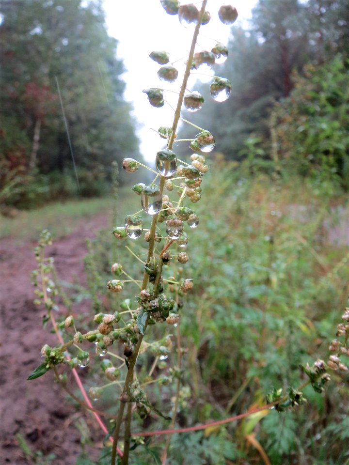 Beifußblättriges Traubenkraut (Ambrosia artemisiifolia) - invasiv im Schwetzinger Hardt