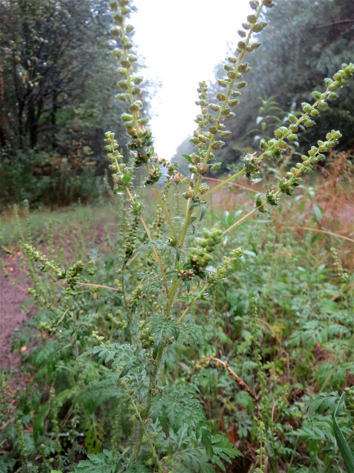 Beifußblättriges Traubenkraut (Ambrosia artemisiifolia) - invasiv im Schwetzinger Hardt