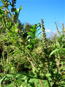 Stauden-Ambrosie (Ambrosia psilostachya) am Bahndamm bei Neulußheim (Gemarkung Altlußheim) - in den letzten Jahren invasive Verbreitung insbesondere am Oberrheingraben