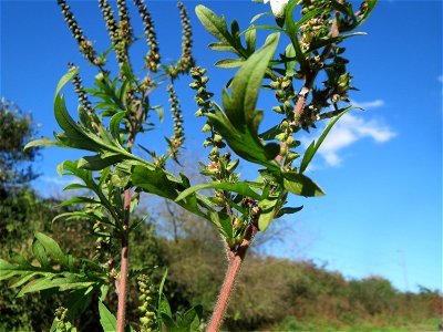 Stauden-Ambrosie (Ambrosia psilostachya) am Bahndamm bei Neulußheim (Gemarkung Altlußheim) - in den letzten Jahren invasive Verbreitung insbesondere am Oberrheingraben