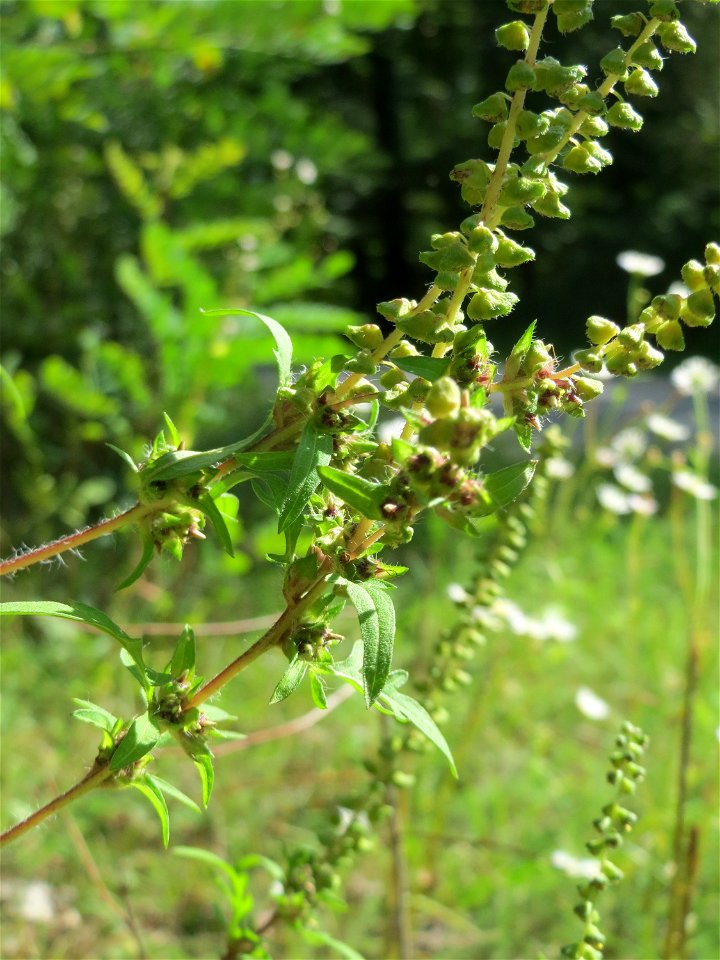 Beifußblättriges Traubenkraut (Ambrosia artemisiifolia) in der Schwetzinger Hardt - eingeschleppt aus Nordamerika, verbreitet sich massiv erst seit den letzten Jahren