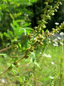 Beifußblättriges Traubenkraut (Ambrosia artemisiifolia) in der Schwetzinger Hardt - eingeschleppt aus Nordamerika, verbreitet sich massiv erst seit den letzten Jahren photo