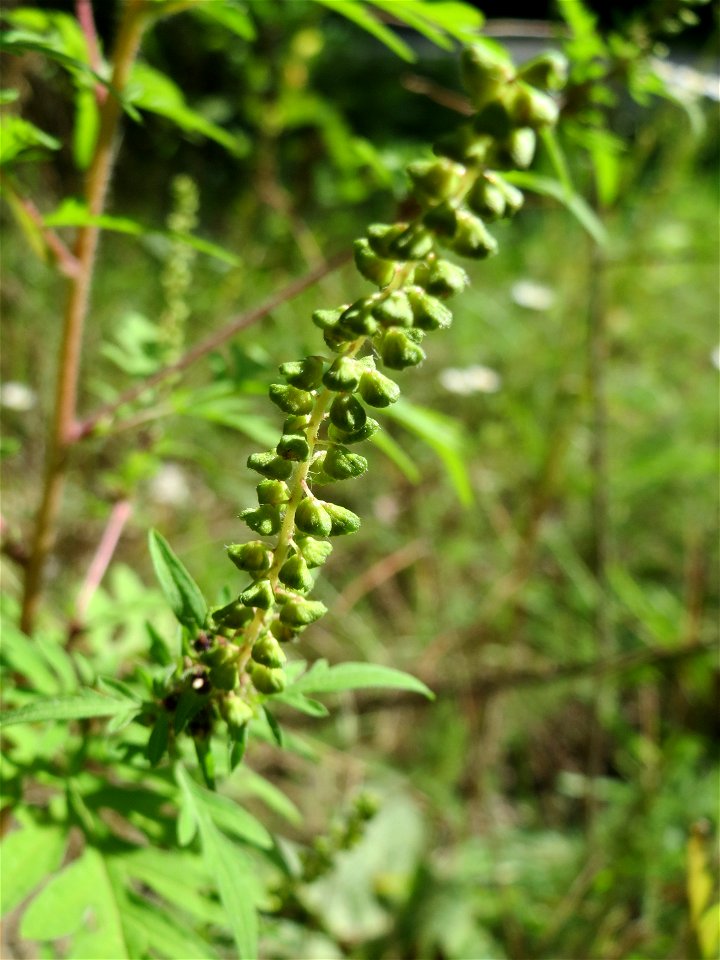 Beifußblättriges Traubenkraut (Ambrosia artemisiifolia) in der Schwetzinger Hardt - eingeschleppt aus Nordamerika, verbreitet sich massiv erst seit den letzten Jahren