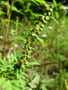 Beifußblättriges Traubenkraut (Ambrosia artemisiifolia) in der Schwetzinger Hardt - eingeschleppt aus Nordamerika, verbreitet sich massiv erst seit den letzten Jahren photo