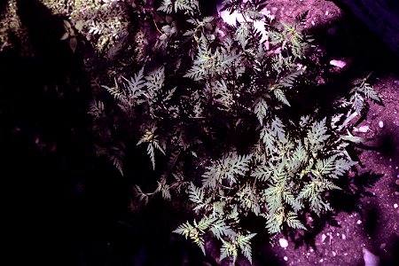 Ambrosia artemisiifolia