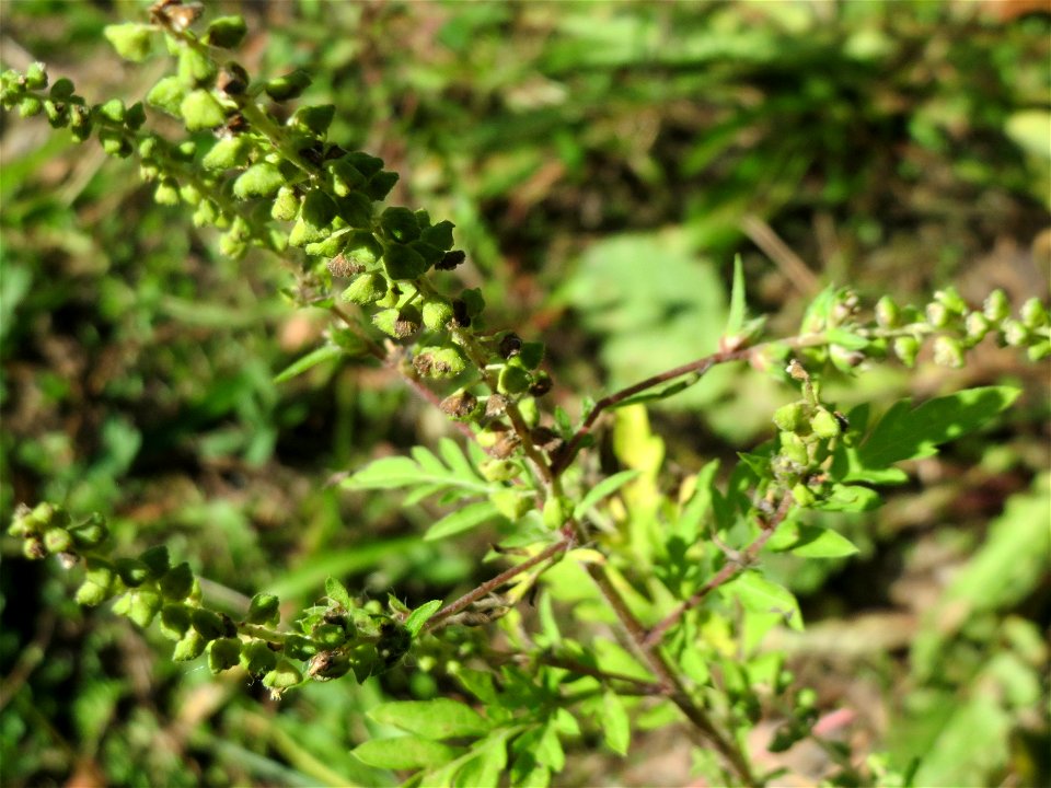 Beifußblättriges Traubenkraut (Ambrosia artemisiifolia) in der Schwetzinger Hardt - eingeschleppt aus Nordamerika, verbreitet sich massiv erst seit den letzten Jahren