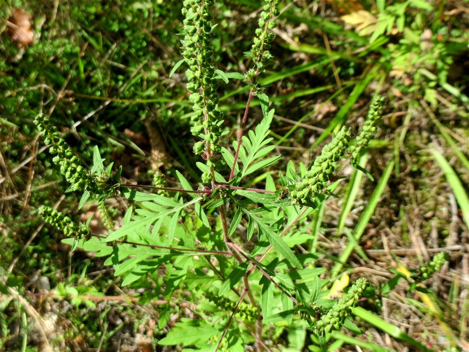 Beifußblättriges Traubenkraut (Ambrosia artemisiifolia) in der Schwetzinger Hardt - eingeschleppt aus Nordamerika, verbreitet sich massiv erst seit den letzten Jahren