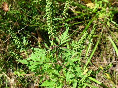 Beifußblättriges Traubenkraut (Ambrosia artemisiifolia) in der Schwetzinger Hardt - eingeschleppt aus Nordamerika, verbreitet sich massiv erst seit den letzten Jahren
