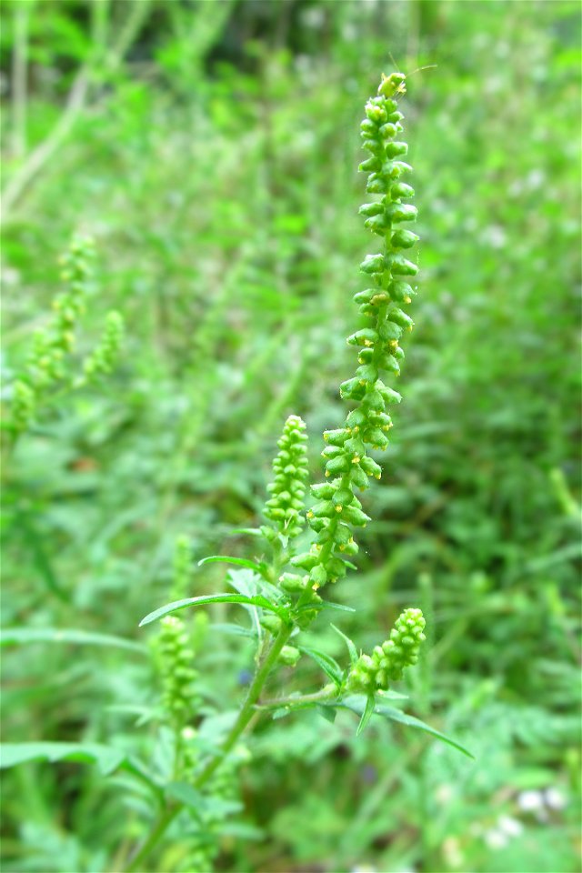 Common Ragweed (Ambrosia artemisiifolia) blooming in the Seldom Seen Greenway, Pittsburgh