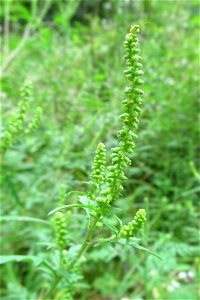Common Ragweed (Ambrosia artemisiifolia) blooming in the Seldom Seen Greenway, Pittsburgh