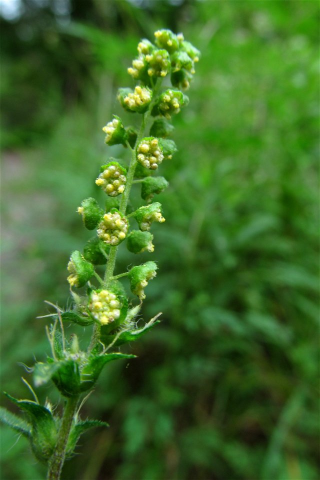 Common Ragweed (Ambrosia artemisiifolia) blooming in the Seldom Seen Greenway, Pittsburgh