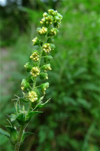 Common Ragweed (Ambrosia artemisiifolia) blooming in the Seldom Seen Greenway, Pittsburgh