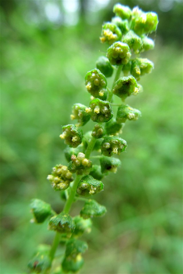 Common Ragweed (Ambrosia artemisiifolia) blooming in the Seldom Seen Greenway, Pittsburgh