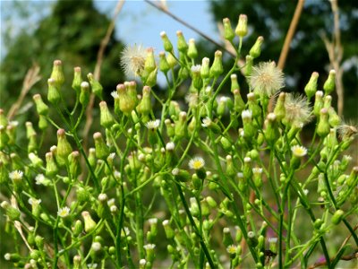 Kanadisches Berufkraut (Erigeron canadensis) am Kriegbach bei Neulußheim (Gemarkung Altlußheim)