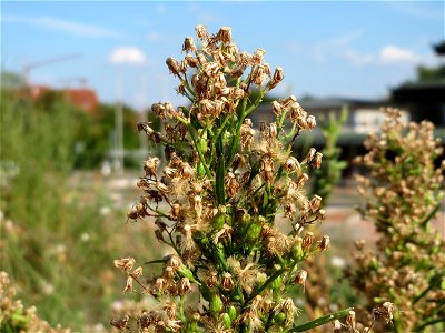 Kanadische Berufkraut (Erigeron canadensis) auf einem Sandhügel einer Baustelle in Hockenheim