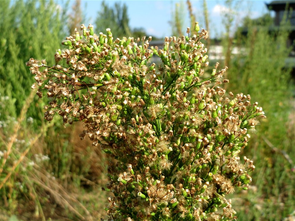 Kanadische Berufkraut (Erigeron canadensis) auf einem Sandhügel einer Baustelle in Hockenheim