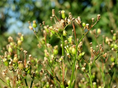 Kanadische Berufkraut (Erigeron canadensis) bei Reilingen