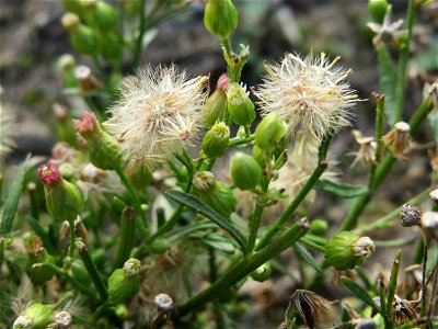 Kanadisches Berufkraut (Erigeron canadensis) in Hockenheim-Talhaus