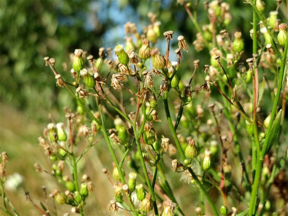 Kanadische Berufkraut (Erigeron canadensis) bei Reilingen