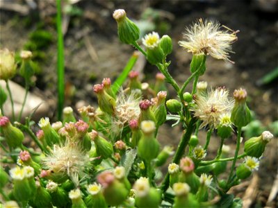 Kanadisches Berufkraut (Erigeron canadensis) in Hockenheim-Talhaus