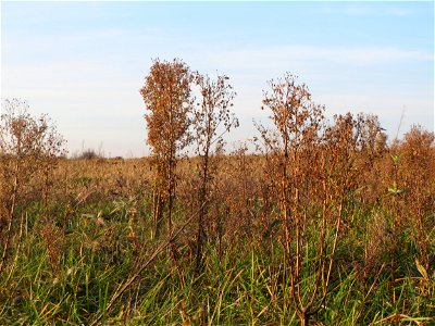 Kanadisches Berufkraut (Erigeron canadensis) bei Hockenheim