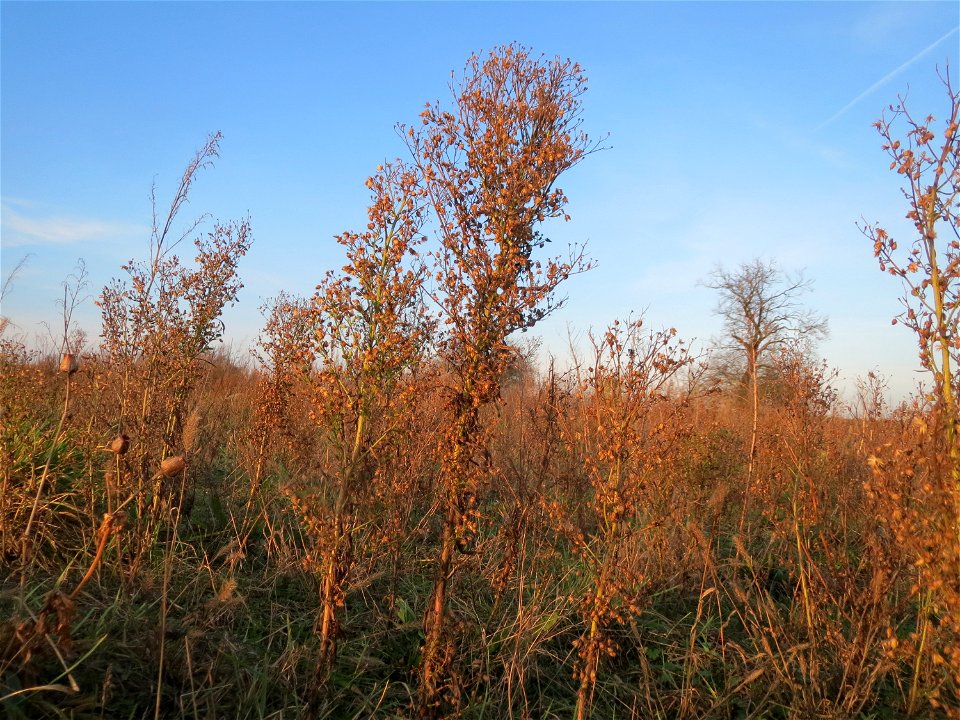 Kanadisches Berufkraut (Erigeron canadensis) bei Hockenheim