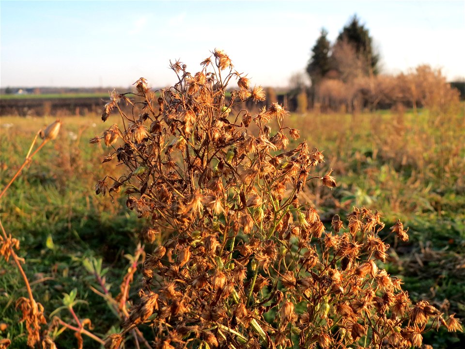 Kanadisches Berufkraut (Erigeron canadensis) bei Hockenheim