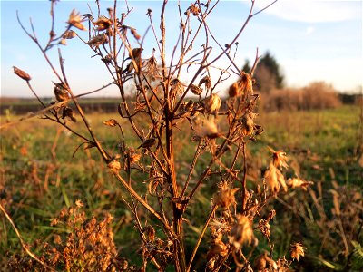 Kanadisches Berufkraut (Erigeron canadensis) bei Hockenheim