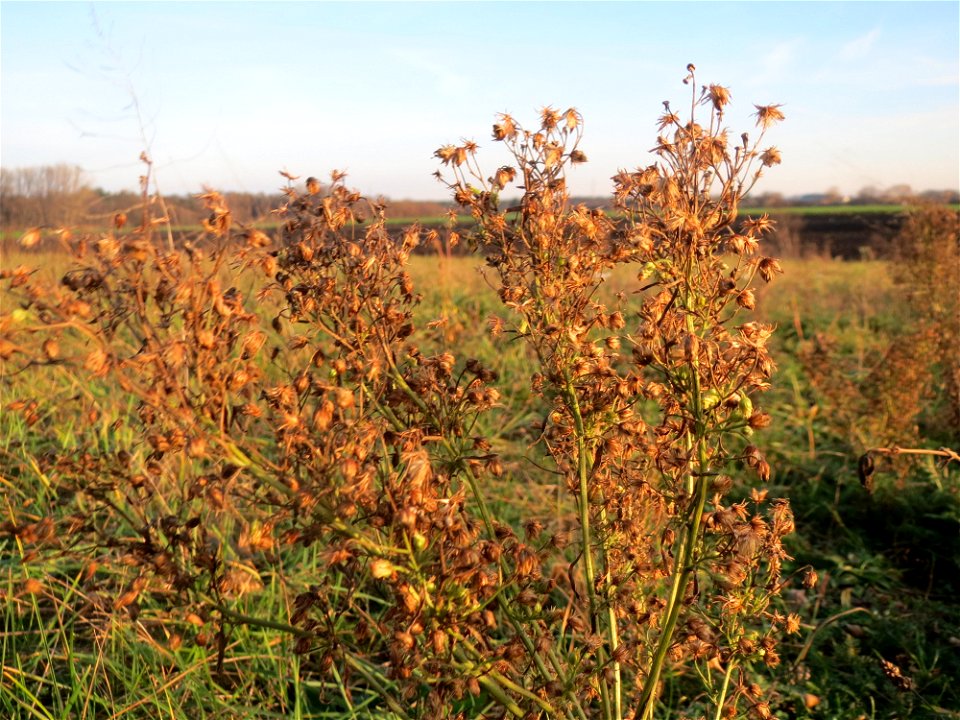 Kanadisches Berufkraut (Erigeron canadensis) bei Hockenheim