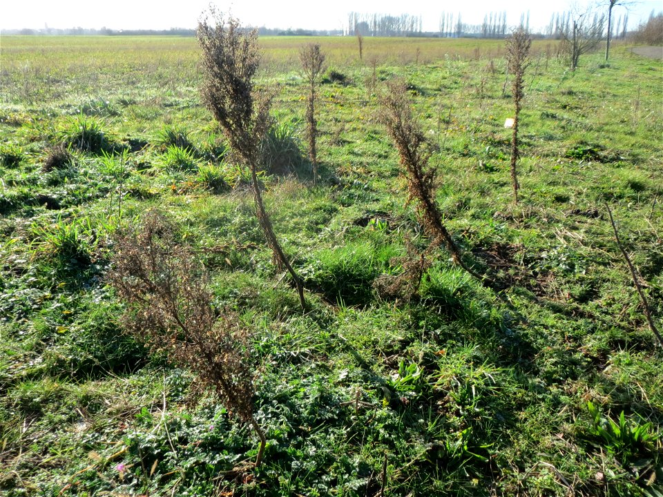 Kanadisches Berufkraut (Erigeron canadensis) bei Hockenheim