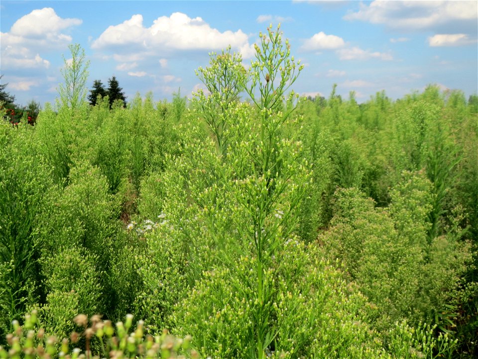 Ein "Wald" vom Kanadischen Berufkraut (Erigeron canadensis) in Hockenheim