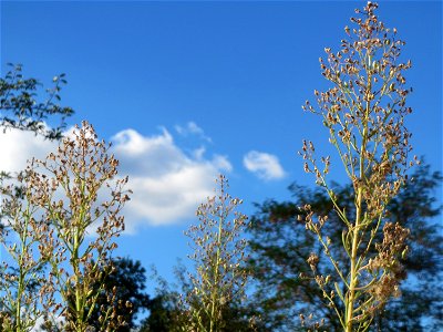 Kanadisches Berufkraut (Erigeron canadensis) in Hockenheim