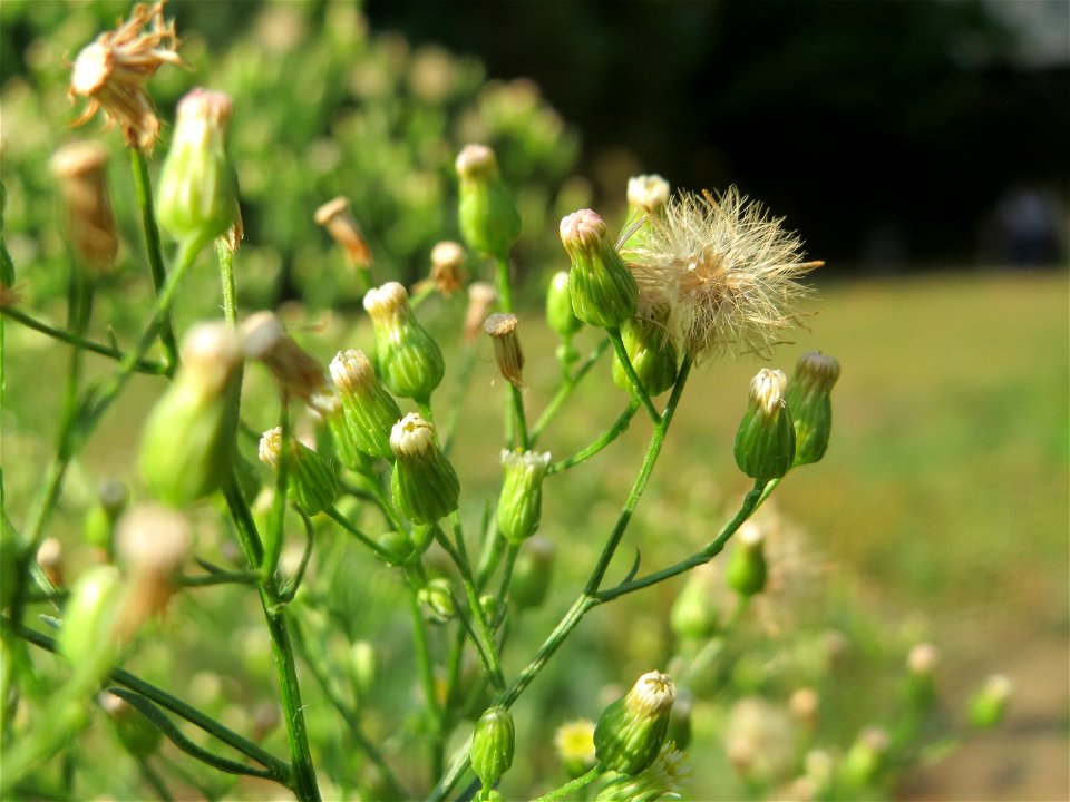 Kanadische Berufkraut (Conyza canadensis) am Staden in Saarbrücken - nach der Fällung einer Trauerbuche hat sich hier eine kleine Ruderalfläche ausgebildet