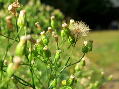 Kanadische Berufkraut (Conyza canadensis) am Staden in Saarbrücken - nach der Fällung einer Trauerbuche hat sich hier eine kleine Ruderalfläche ausgebildet