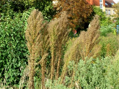 Kanadisches Berufkraut (Erigeron canadensis) - invasiv am Messplatz in Hockenheim