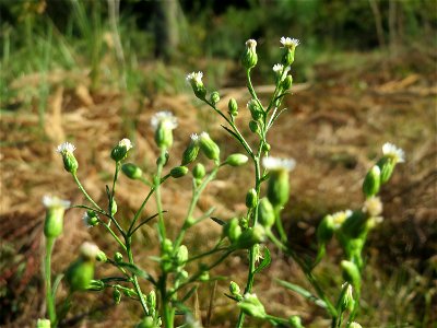 Kanadische Berufkraut (Erigeron canadensis) - invasiv auf einer Rodungsfläche zwischen B36 und L722 im Schwetzinger Hardt photo