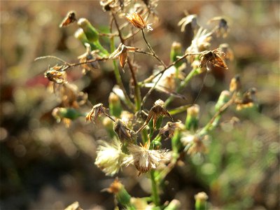 Kanadische Berufkraut (Erigeron canadensis) - invasiv auf einer Rodungsfläche zwischen B36 und L722 im Schwetzinger Hardt photo