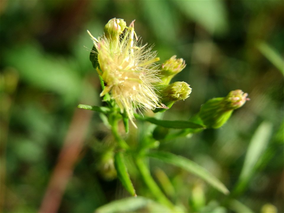 Kanadisches Berufkraut (Erigeron canadensis) in der Schwetzinger Hardt - an der Bahnstrecke Mannheim-Karlsruhe findet sich ein kleines Sandmagerrasen-Biotop mit typischer Binnendünen-Vegetation