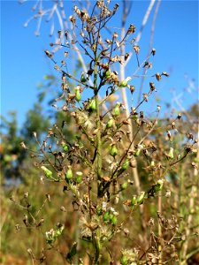 Kanadische Berufkraut (Erigeron canadensis) - invasiv auf einer Rodungsfläche zwischen B36 und L722 im Schwetzinger Hardt