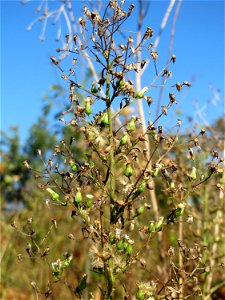 Kanadische Berufkraut (Erigeron canadensis) - invasiv auf einer Rodungsfläche zwischen B36 und L722 im Schwetzinger Hardt photo