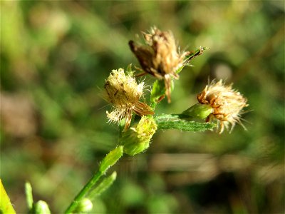 Kanadisches Berufkraut (Erigeron canadensis) in der Schwetzinger Hardt - an der Bahnstrecke Mannheim-Karlsruhe findet sich ein kleines Sandmagerrasen-Biotop mit typischer Binnendünen-Vegetation