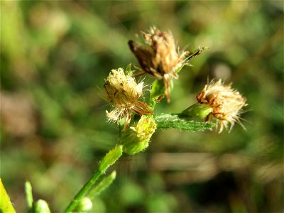 Kanadisches Berufkraut (Erigeron canadensis) in der Schwetzinger Hardt - an der Bahnstrecke Mannheim-Karlsruhe findet sich ein kleines Sandmagerrasen-Biotop mit typischer Binnendünen-Vegetation photo